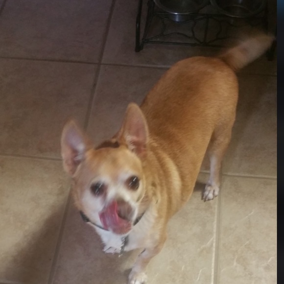 Meet your Posher, Josh (and Rico RIP 🥰) - Picture 4 of 5